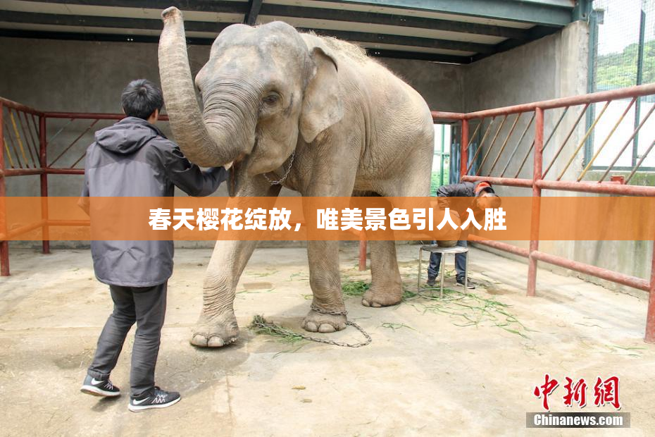 春天樱花绽放，唯美景色引人入胜