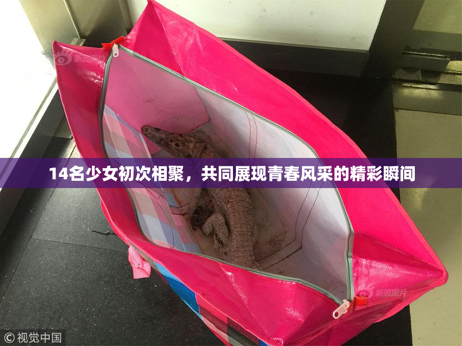 14名少女初次相聚，共同展现青春风采的精彩瞬间
