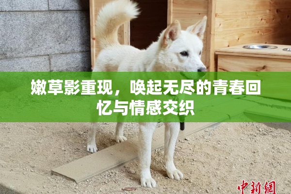嫩草影重现，唤起无尽的青春回忆与情感交织