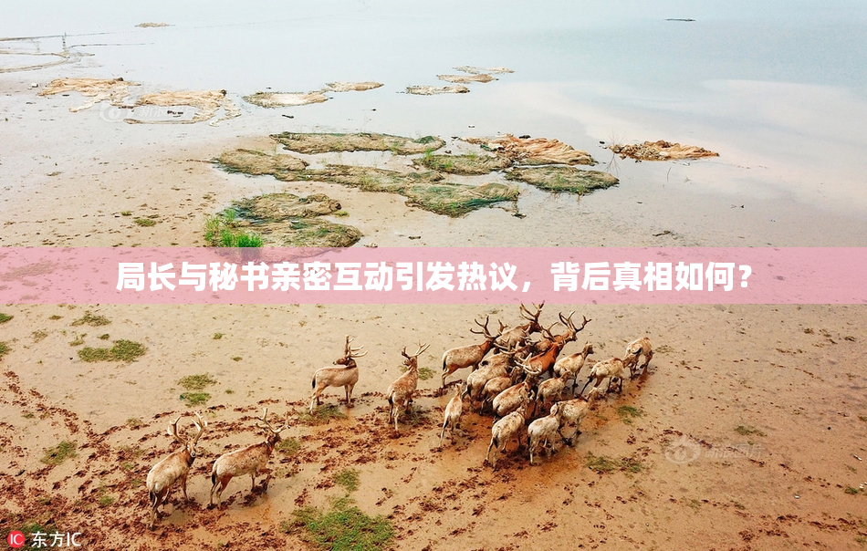局长与秘书亲密互动引发热议，背后真相如何？
