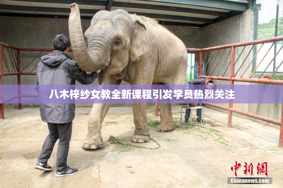 八木梓纱女教全新课程引发学员热烈关注