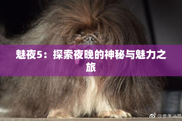 魅夜5：探索夜晚的神秘与魅力之旅