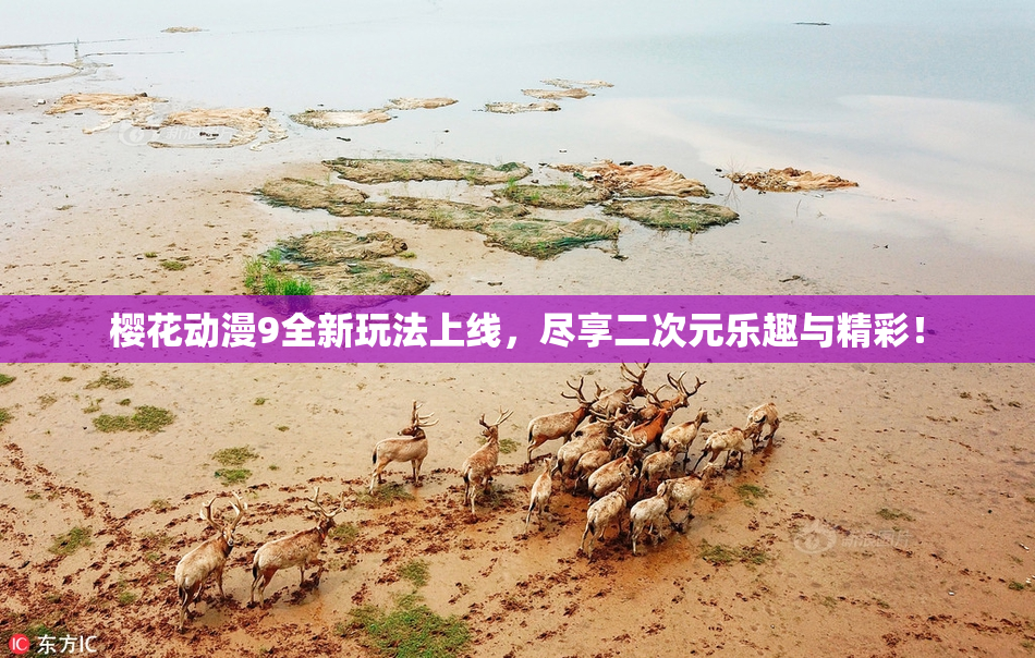 樱花动漫9全新玩法上线，尽享二次元乐趣与精彩！