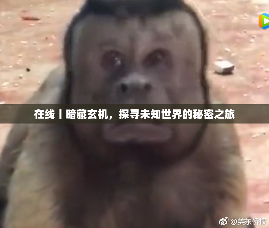 在线丨暗藏玄机，探寻未知世界的秘密之旅