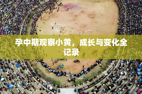 孕中期观察小黄，成长与变化全记录