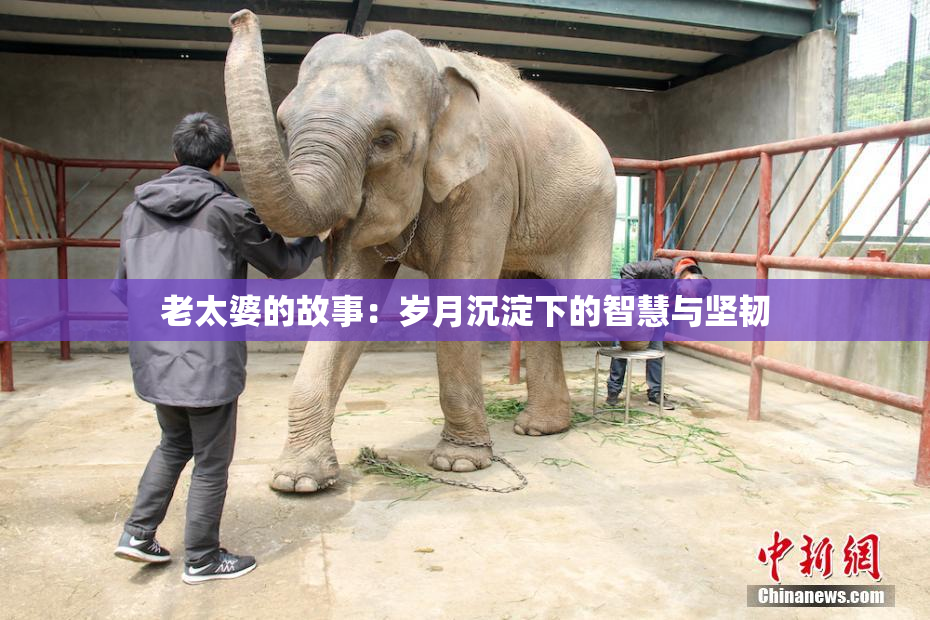 老太婆的故事：岁月沉淀下的智慧与坚韧