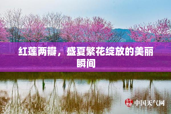 红莲两瓣，盛夏繁花绽放的美丽瞬间