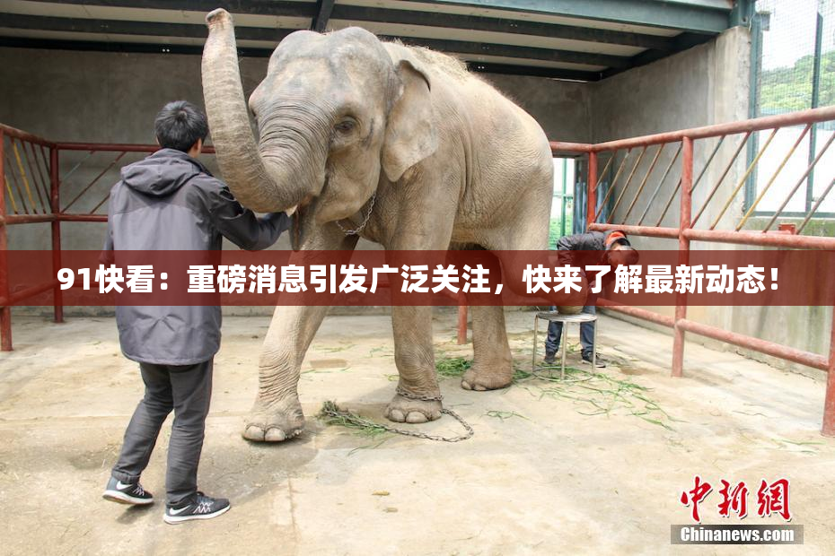 91快看：重磅消息引发广泛关注，快来了解最新动态！