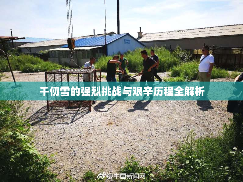 千仞雪的强烈挑战与艰辛历程全解析