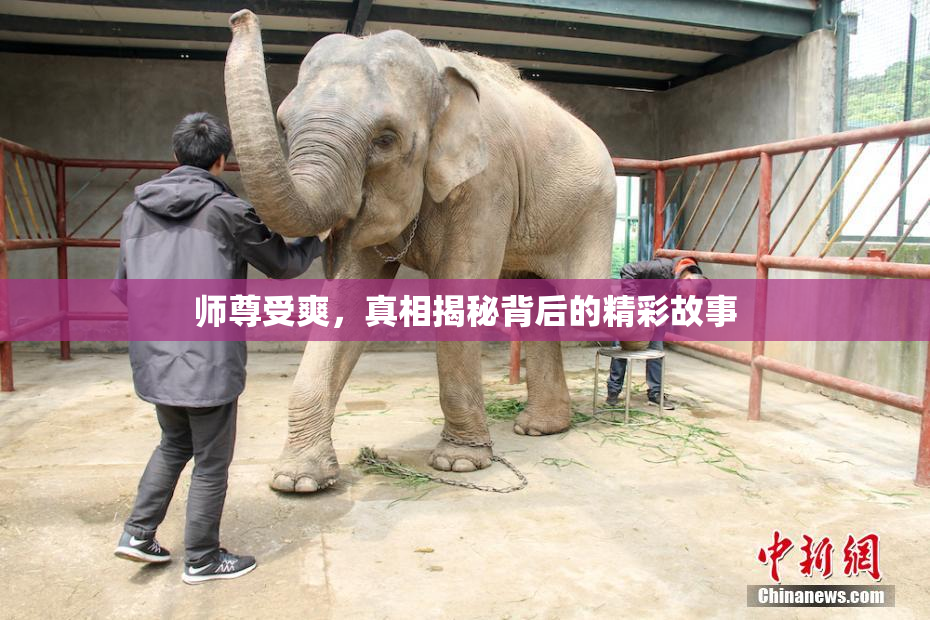 师尊受爽，真相揭秘背后的精彩故事
