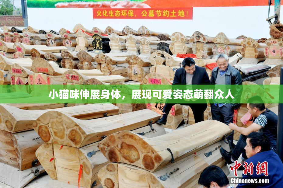 小猫咪伸展身体，展现可爱姿态萌翻众人