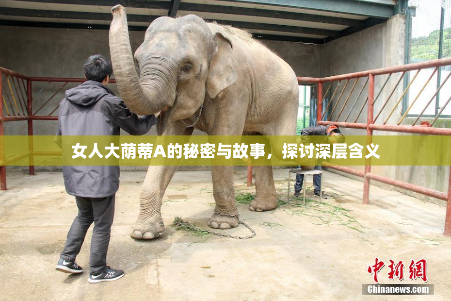 女人大荫蒂A的秘密与故事，探讨深层含义