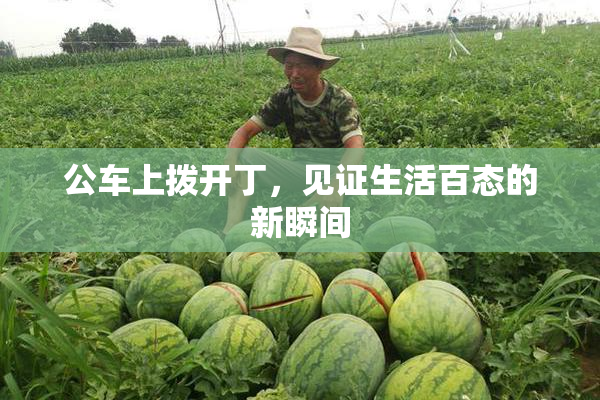 公车上拨开丁，见证生活百态的新瞬间