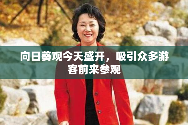 向日葵观今天盛开，吸引众多游客前来参观