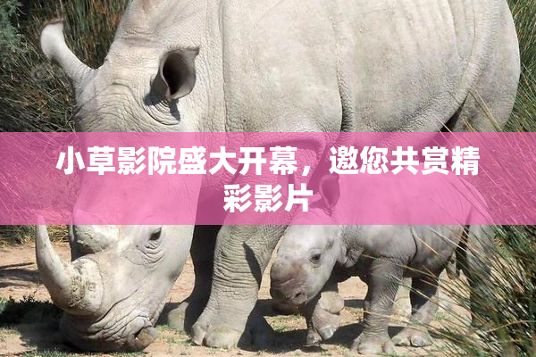 小草影院盛大开幕，邀您共赏精彩影片