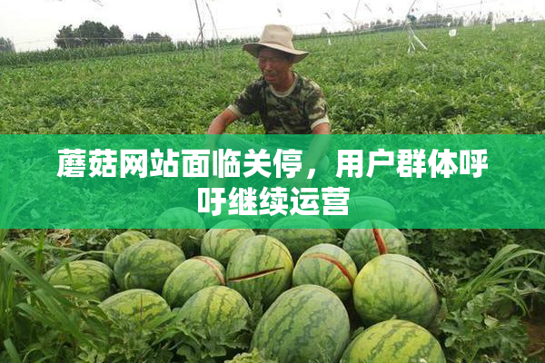 蘑菇网站面临关停，用户群体呼吁继续运营