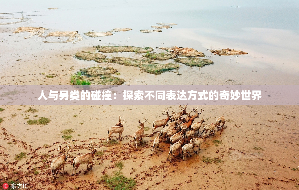 人与另类的碰撞：探索不同表达方式的奇妙世界