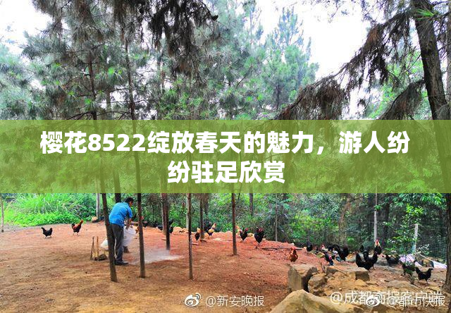 樱花8522绽放春天的魅力，游人纷纷驻足欣赏
