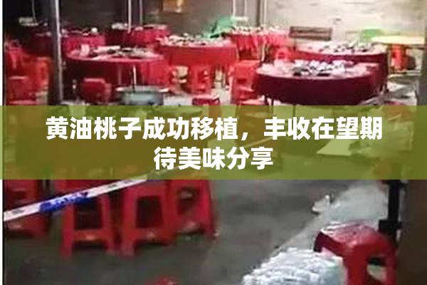 黄油桃子成功移植，丰收在望期待美味分享