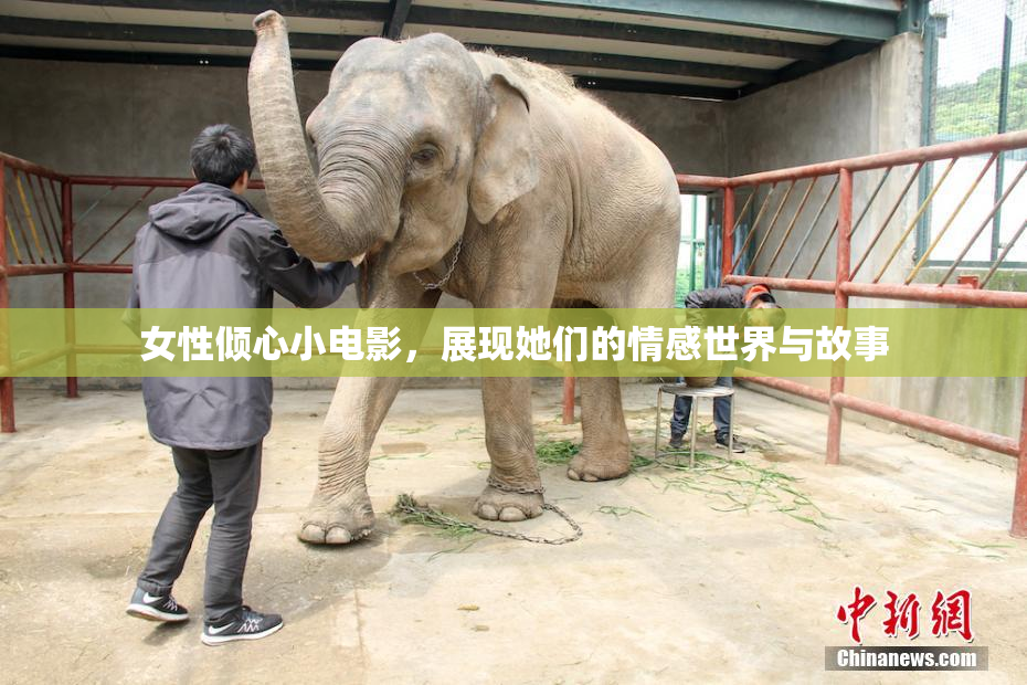 女性倾心小电影，展现她们的情感世界与故事