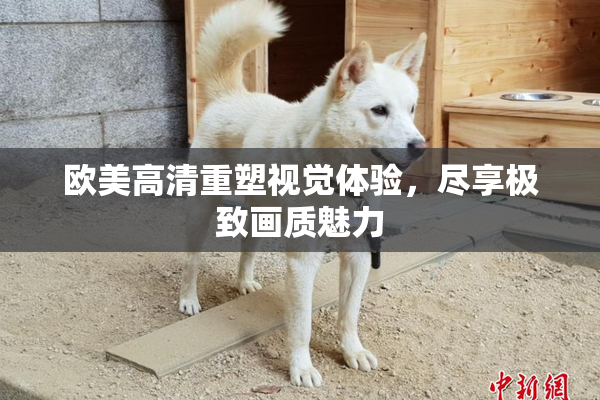 欧美高清重塑视觉体验，尽享极致画质魅力