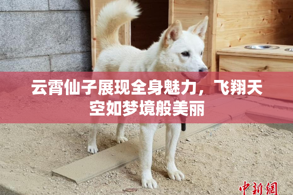 云霄仙子展现全身魅力，飞翔天空如梦境般美丽