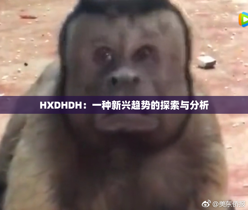 HXDHDH：一种新兴趋势的探索与分析