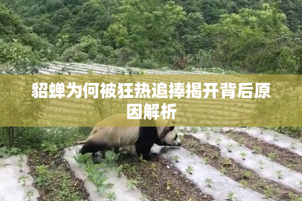 貂蝉为何被狂热追捧揭开背后原因解析