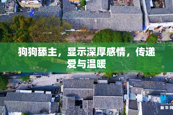 狗狗舔主，显示深厚感情，传递爱与温暖
