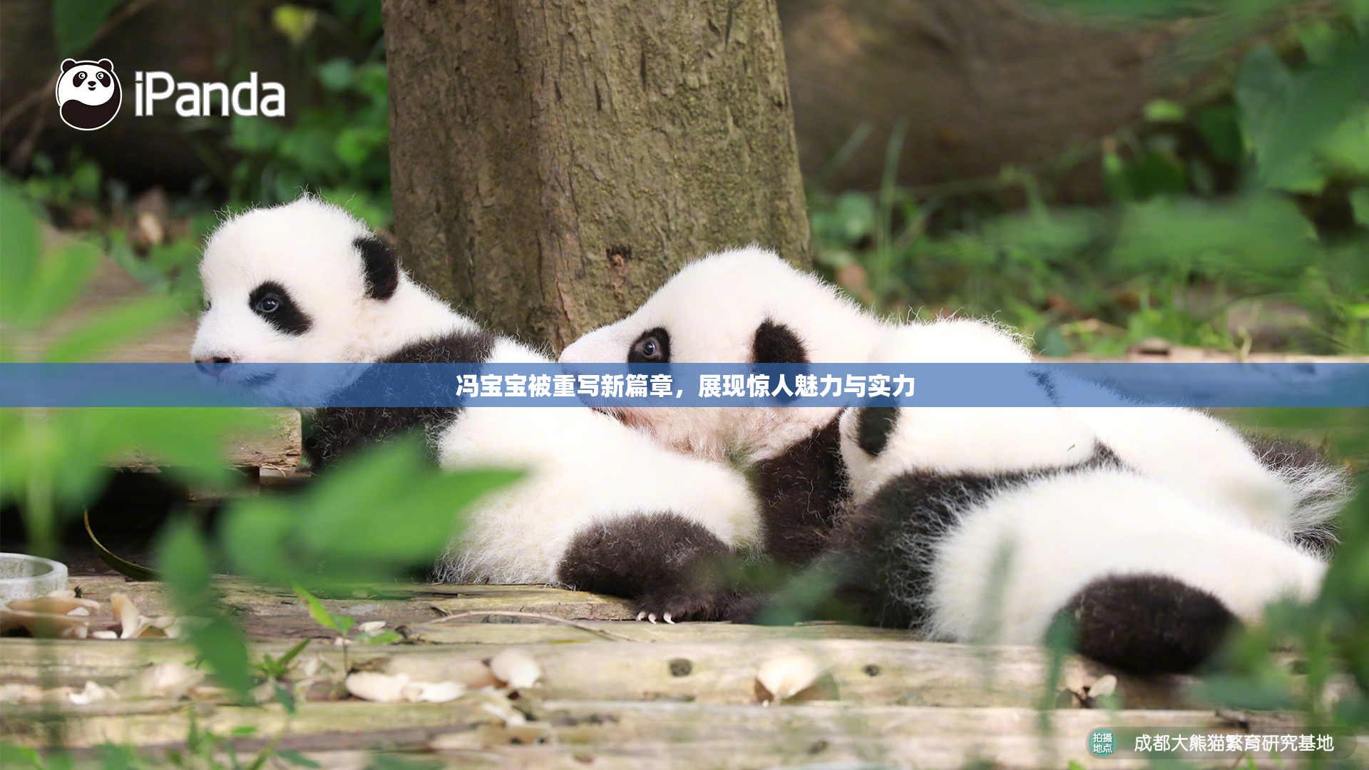 冯宝宝被重写新篇章，展现惊人魅力与实力