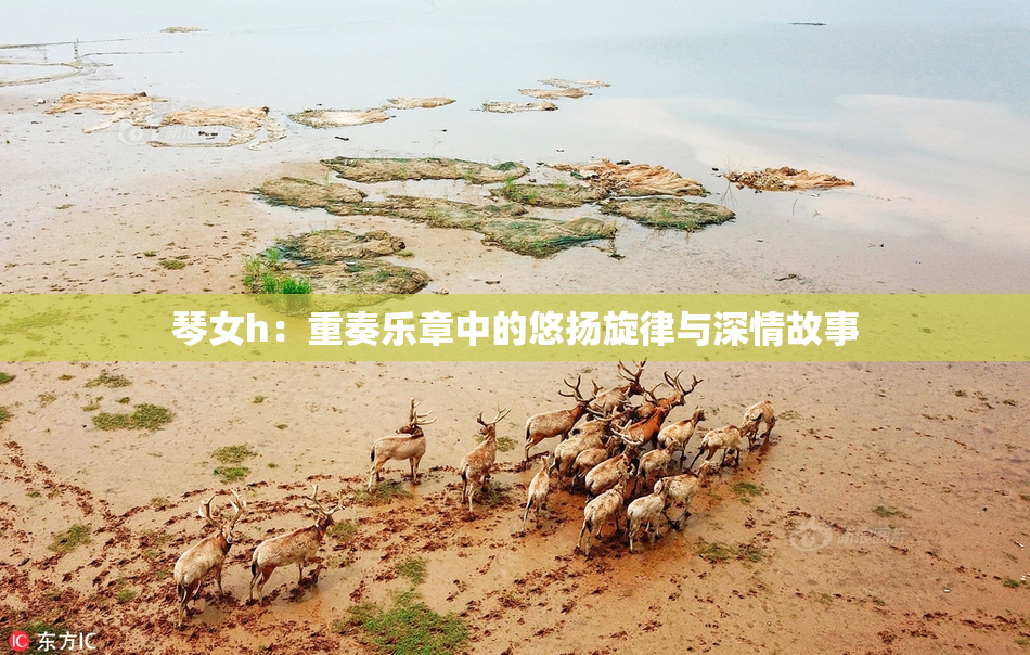 琴女h：重奏乐章中的悠扬旋律与深情故事