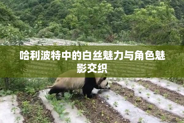 哈利波特中的白丝魅力与角色魅影交织