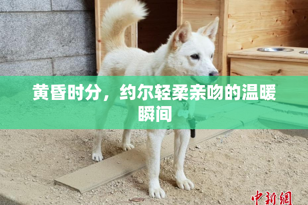 黄昏时分，约尔轻柔亲吻的温暖瞬间