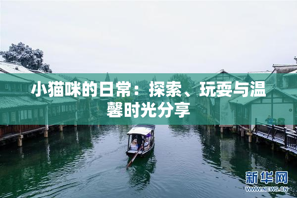 小猫咪的日常：探索、玩耍与温馨时光分享