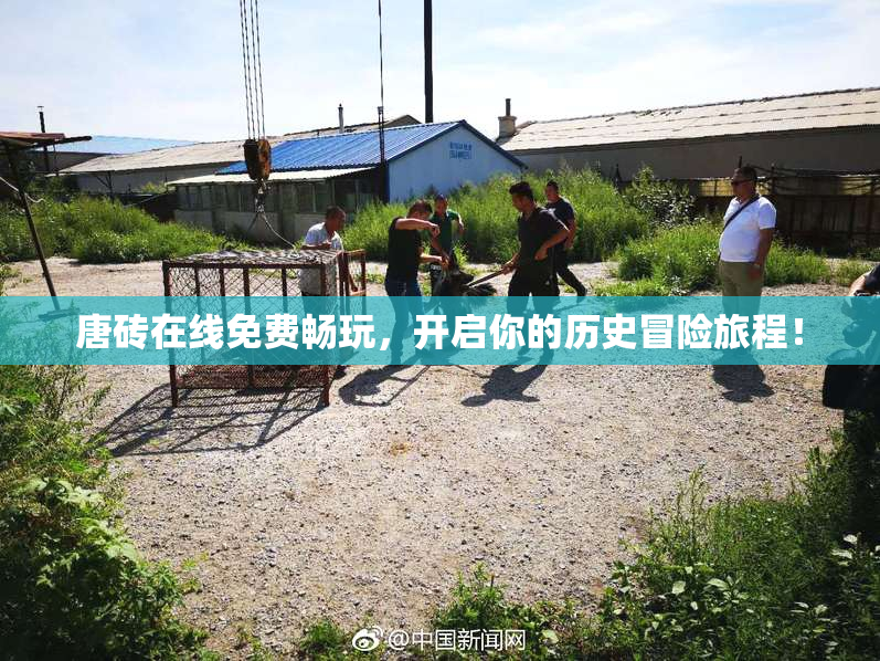 唐砖在线免费畅玩，开启你的历史冒险旅程！