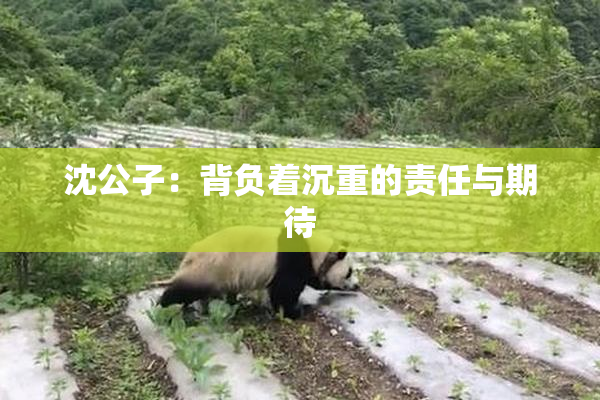 沈公子：背负着沉重的责任与期待