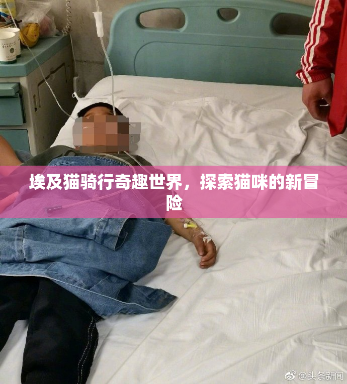 埃及猫骑行奇趣世界，探索猫咪的新冒险