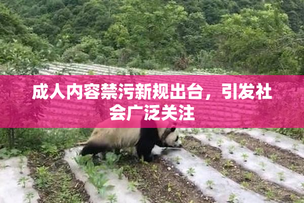 成人内容禁污新规出台，引发社会广泛关注