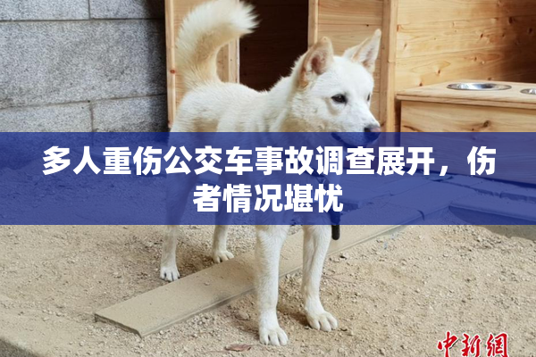 多人重伤公交车事故调查展开，伤者情况堪忧