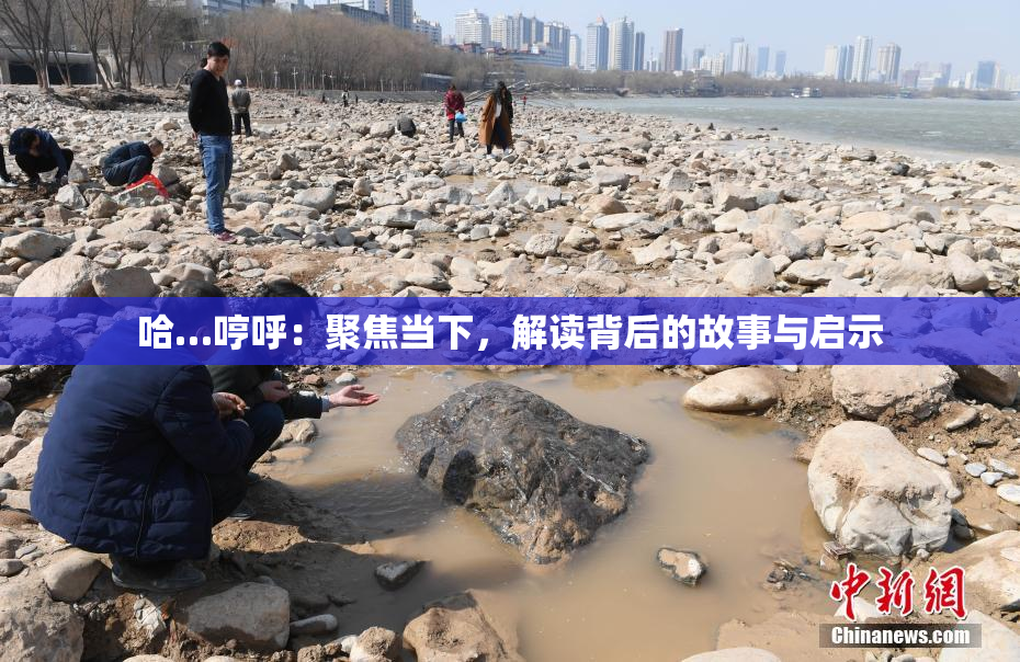 哈…哼呼：聚焦当下，解读背后的故事与启示