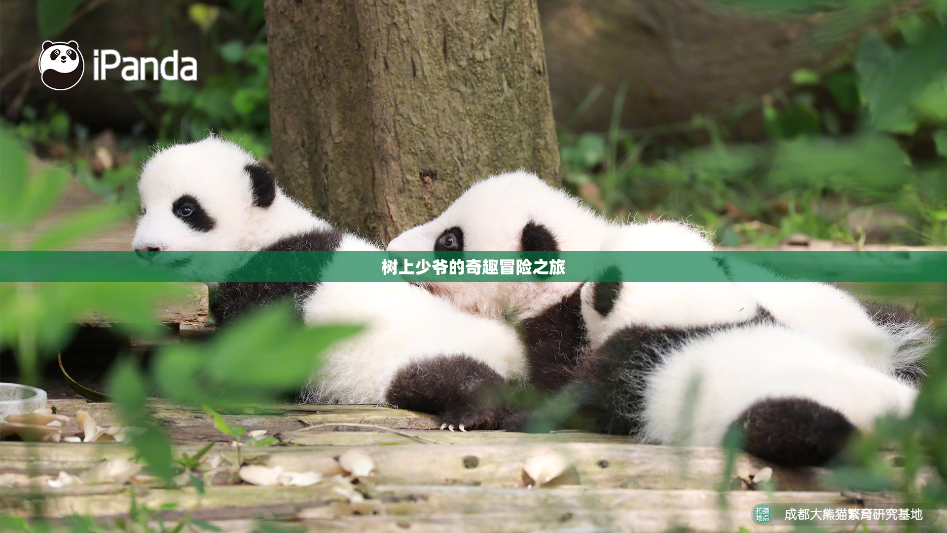树上少爷的奇趣冒险之旅