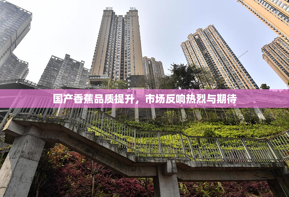国产香蕉品质提升，市场反响热烈与期待