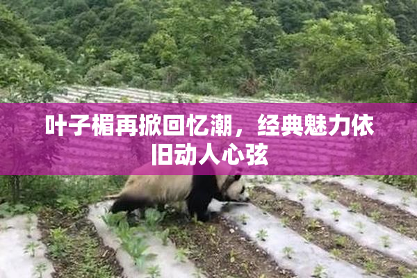 叶子楣再掀回忆潮，经典魅力依旧动人心弦