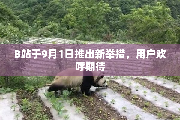 B站于9月1日推出新举措，用户欢呼期待