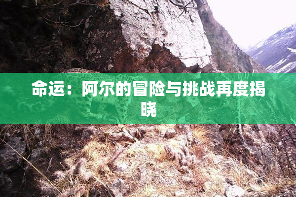 命运：阿尔的冒险与挑战再度揭晓
