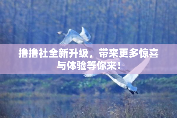 撸撸社全新升级，带来更多惊喜与体验等你来！