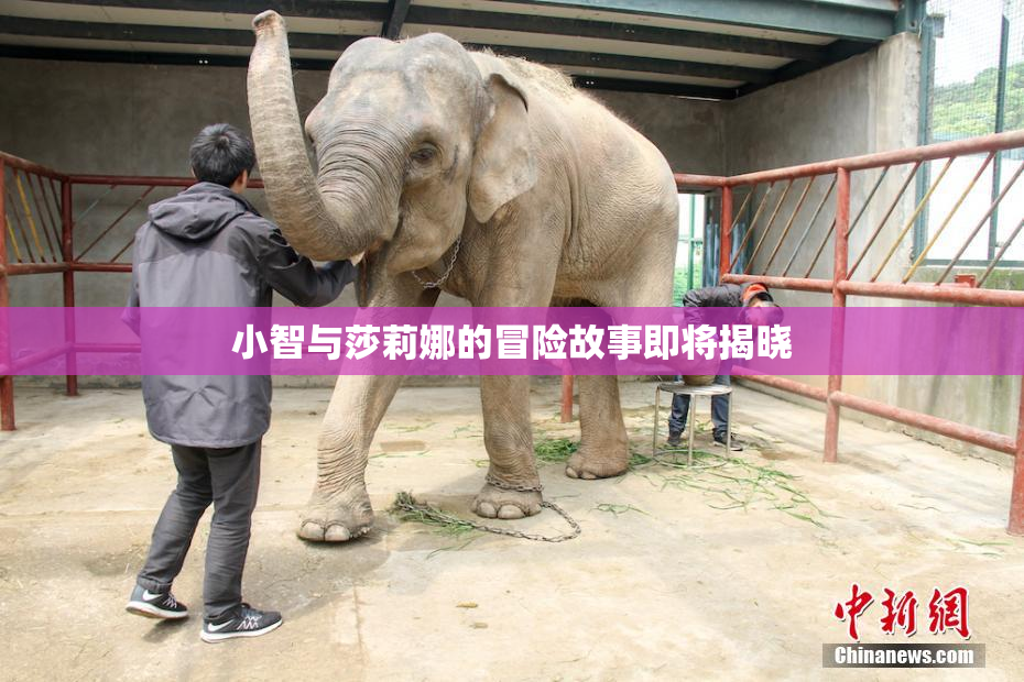 小智与莎莉娜的冒险故事即将揭晓