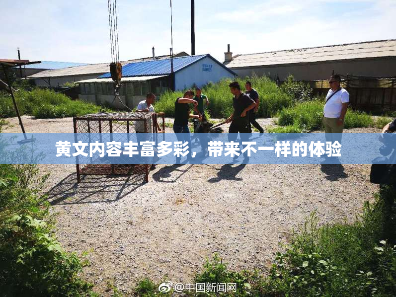 黄文内容丰富多彩，带来不一样的体验