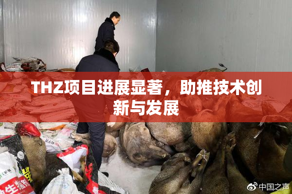 THZ项目进展显著，助推技术创新与发展