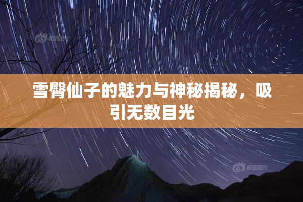 雪臀仙子的魅力与神秘揭秘，吸引无数目光